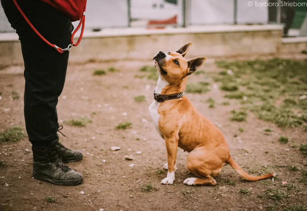 Zbierka pre útulok do 8. decembra