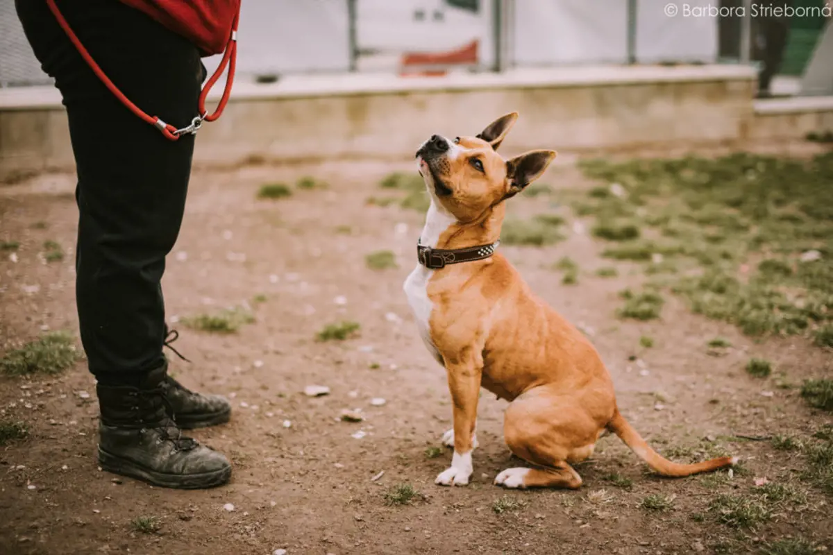 Zbierka pre útulok do 8. decembra