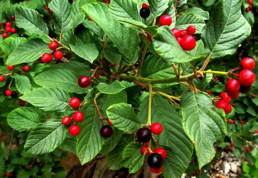 S bylinkami aj na nadváhu