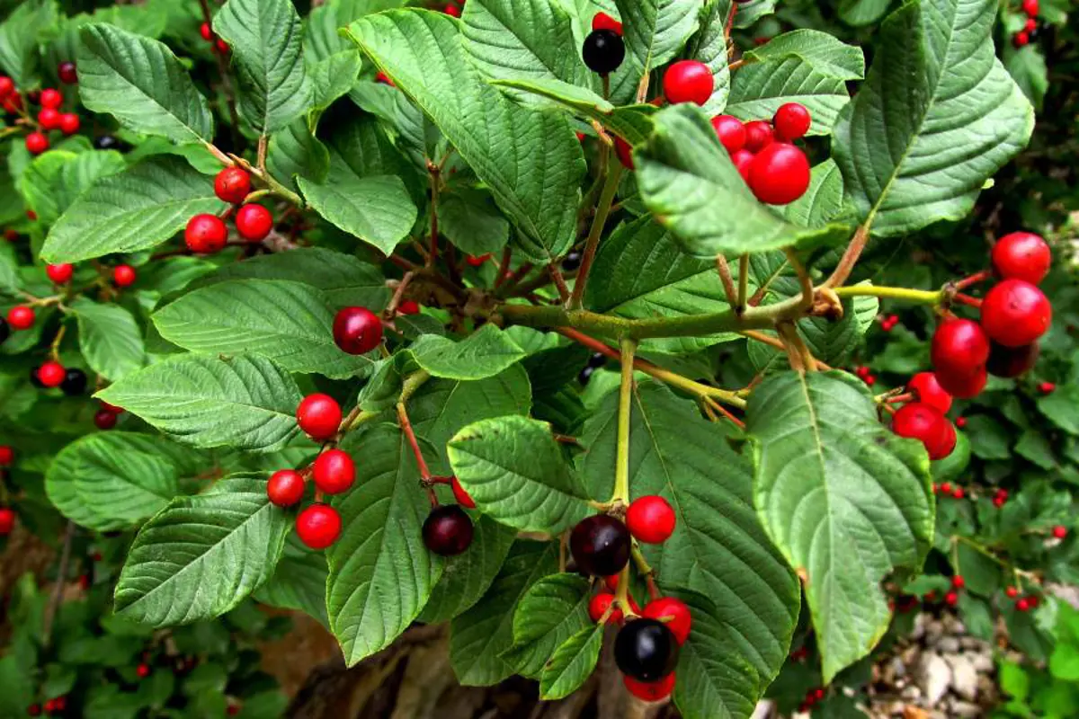 S bylinkami aj na nadváhu