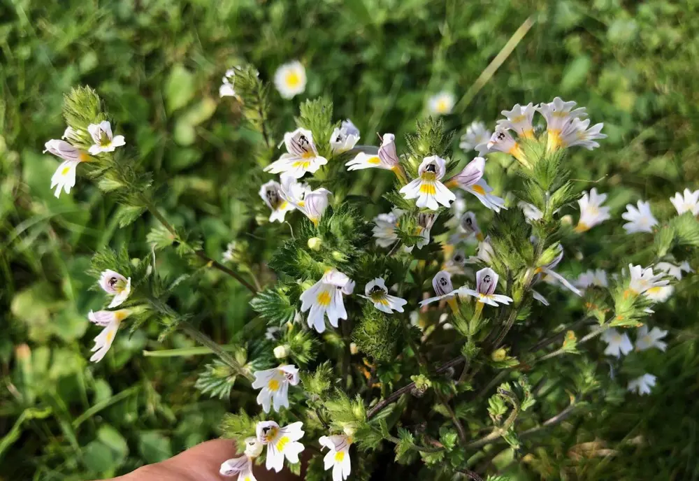 Bylinkami sa pozrime na oči
