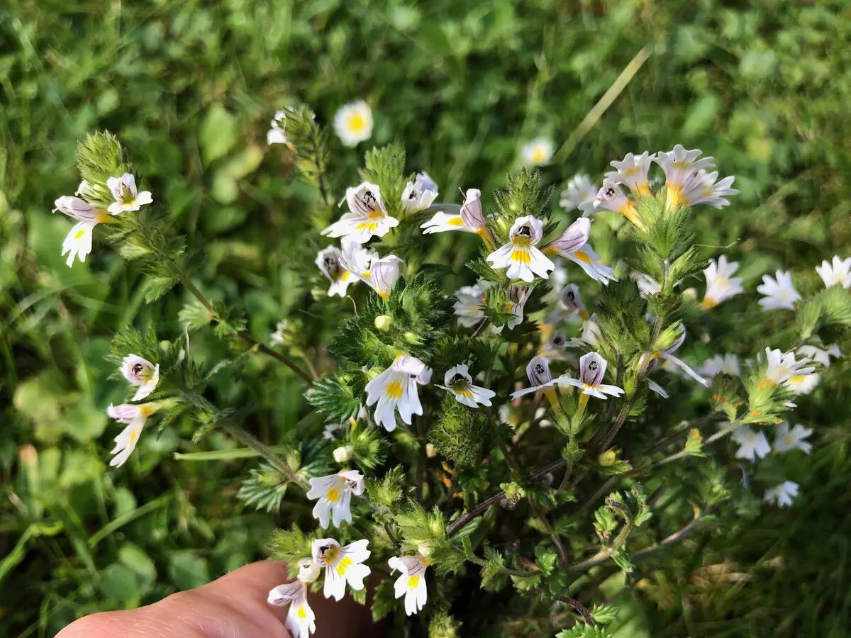 Bylinkami sa pozrime na oči