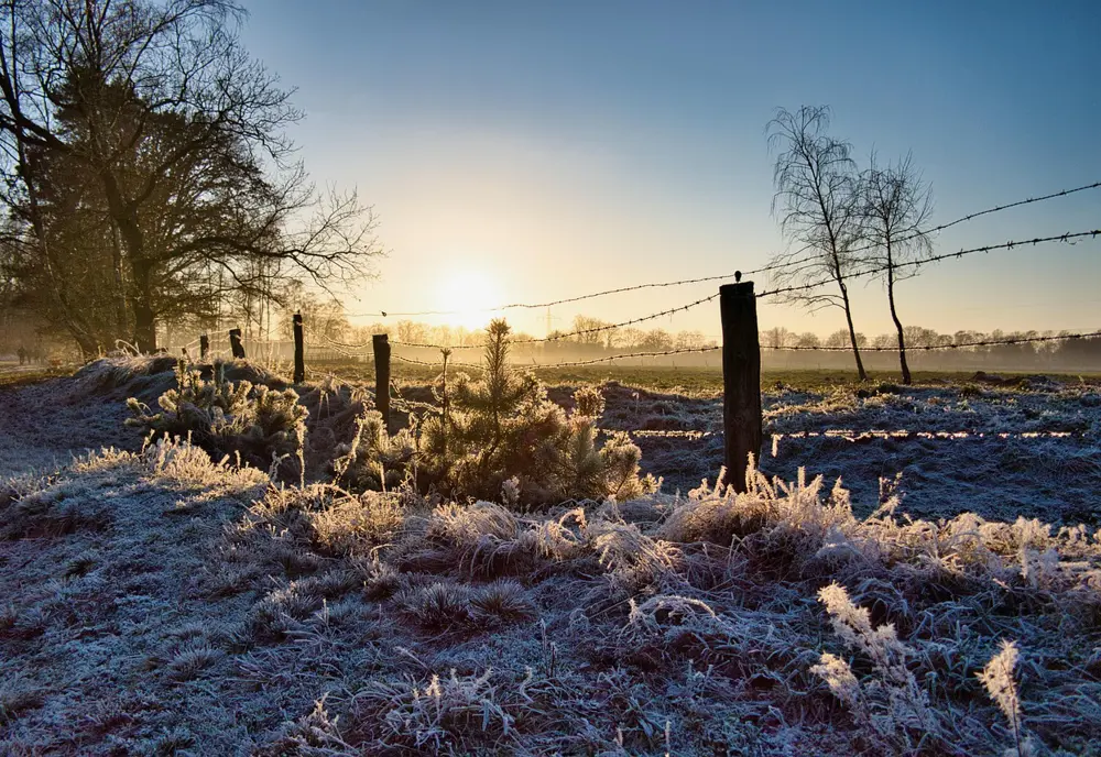 Slnovratové a novoročné bylinky