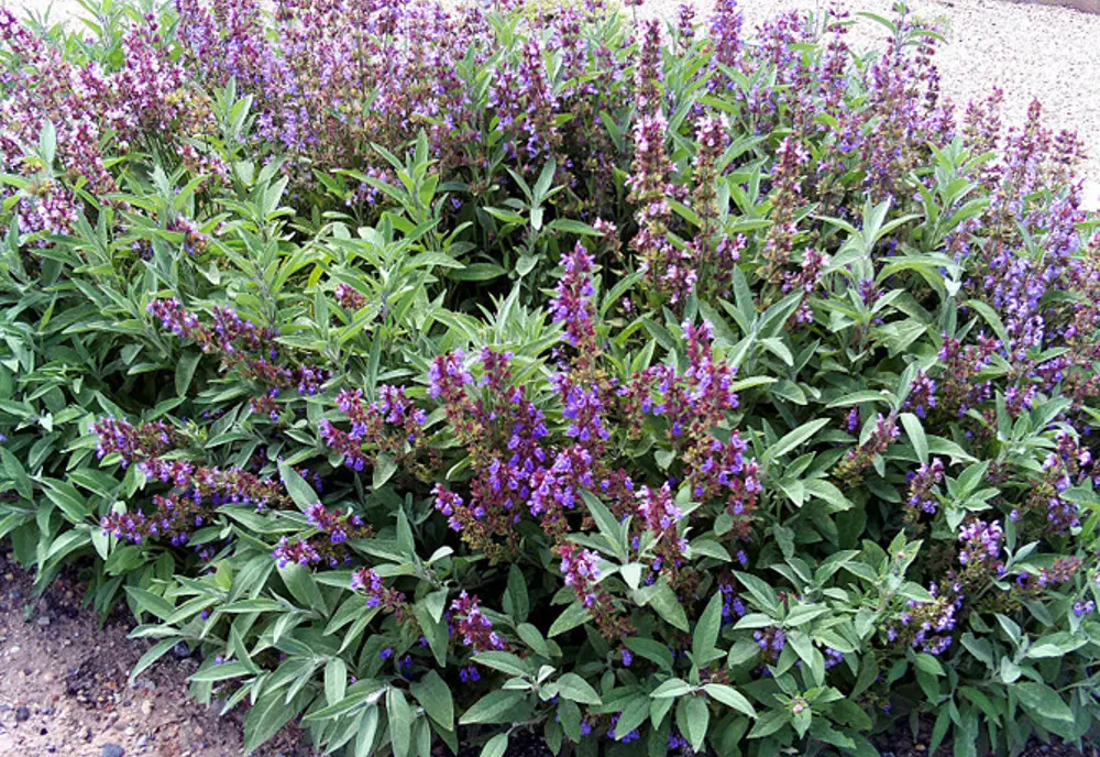 Bylinky na ústa a zuby