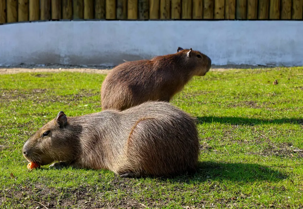  Záchrana rysov aj lemur na ostrove