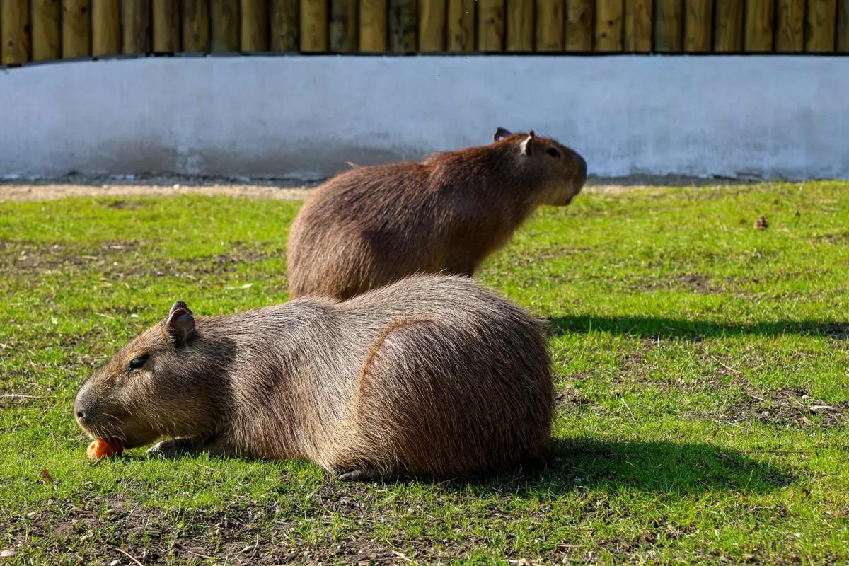  Záchrana rysov aj lemur na ostrove