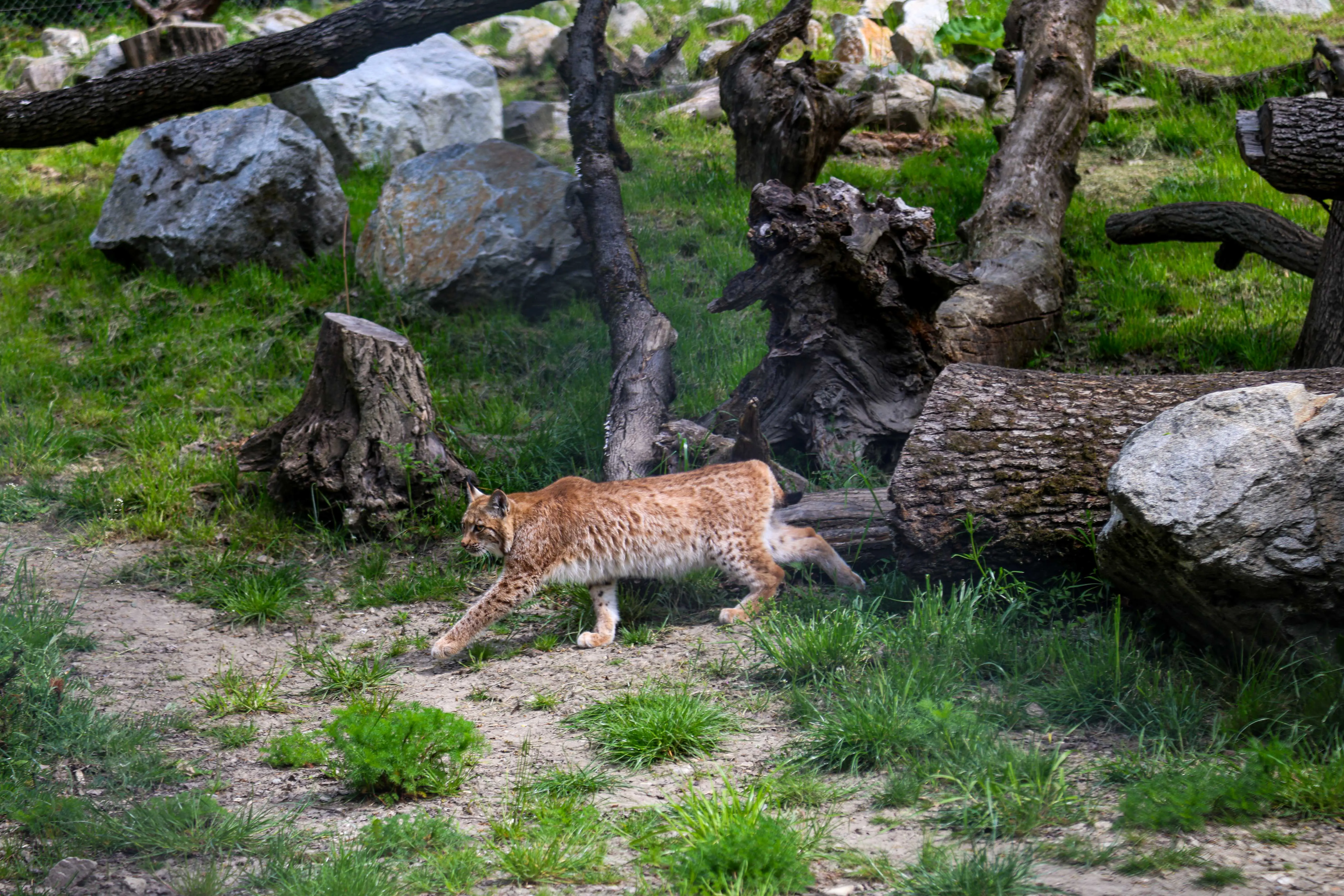 rys_ostrovid_zoo_bratislava.jpg