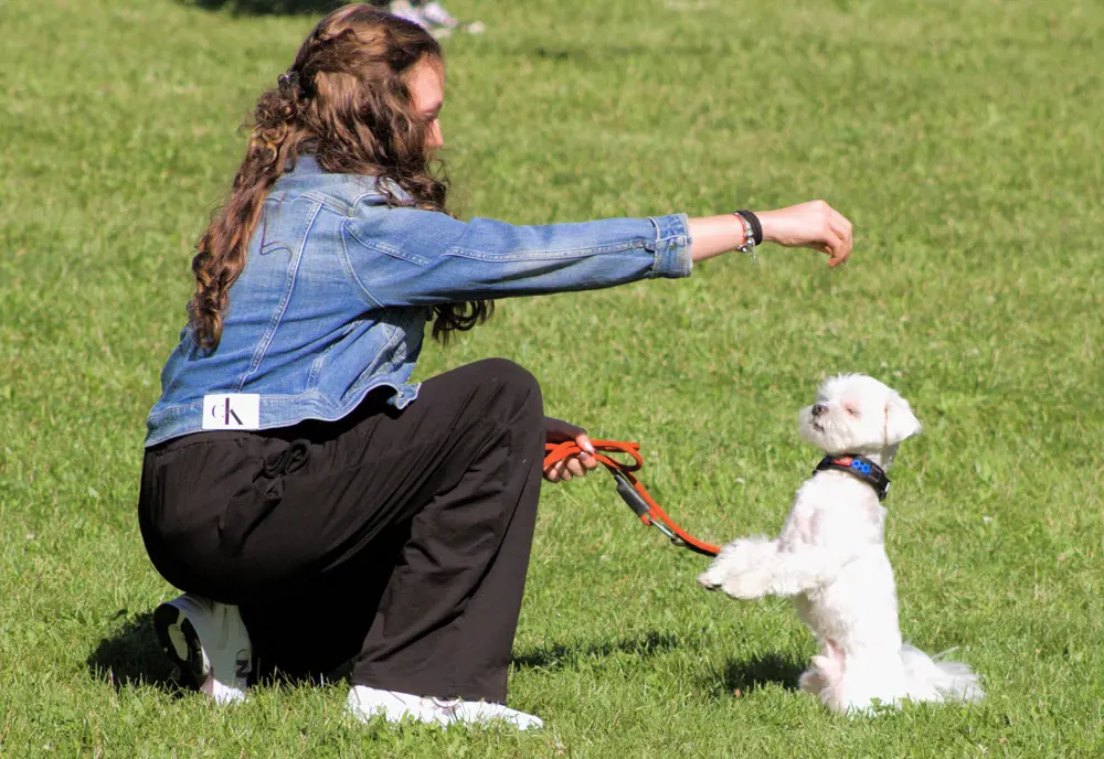 Psíky predviedli svoje schopnosti