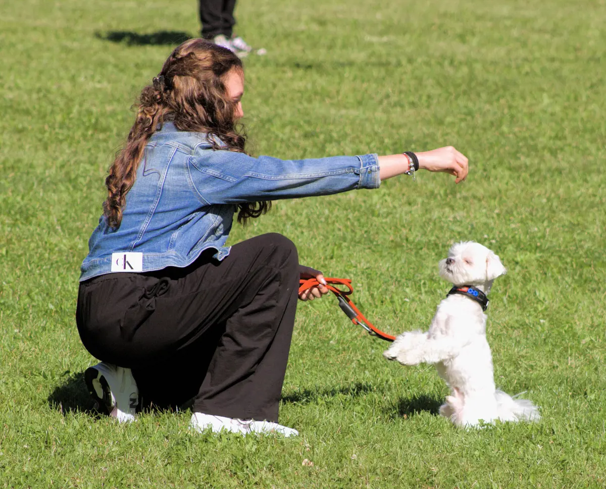 Psíky predviedli svoje schopnosti